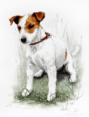 Hundeportrait Jack Russel Terrier gemalt in Aquarell. Auftragsarbeit im Format 30 x 40 cm. 