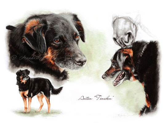 Aquarell Tierportrait von einem Hund als Collage. Auftragsarbeit im Format 30 x 40 cm. 