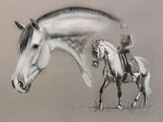 Pferdeportrait eines Andalusier (PRE) gezeichnet in Bleistift. Auftragsarbeit im Format 30 x 40 cm auf grauem Papier. 