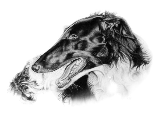 Hunde Portrait Barsoi gezeichnet in Bleistift auf Papier. Format 30x40 cm. 