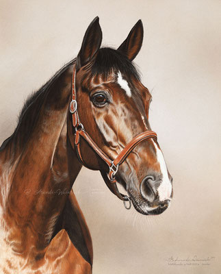 Pferde Pastell Portrait gemalt in Pastell. Auftragsarbeit gemalt im Format 40 x 50 cm. 