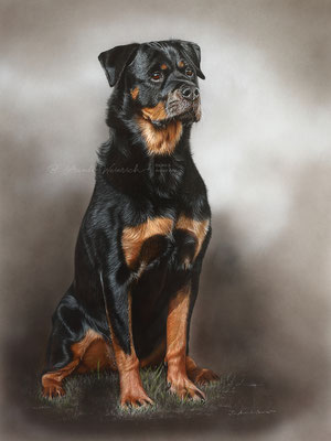 Hundeportrait von einem Rottweiler gemalt in Pastell, Auftragsarbeit Format 60 x 80 cm. 