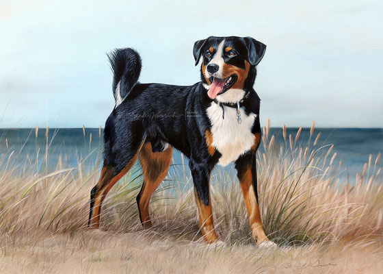 Hundeportrait eines Entlebucher Sennenhundes gemalt in Pastell, Format 50 x 70cm
