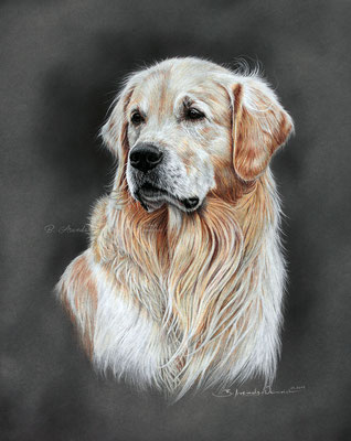 Hundeportrait von einem Golden Retriever in Pastell gemalt. Format 30 x 40 cm. 