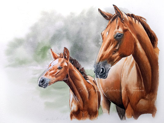 Aquarell Tierportrait Fohlen und Stute. Auftragsarbeit im Format 30 x 40 cm.