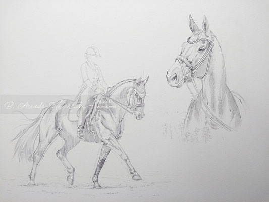 Pferde Tierportrait Vorzeichnung in Bleistift