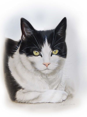 Katzen Portrait in Aquarell gemalt. Format 20x30 cm.