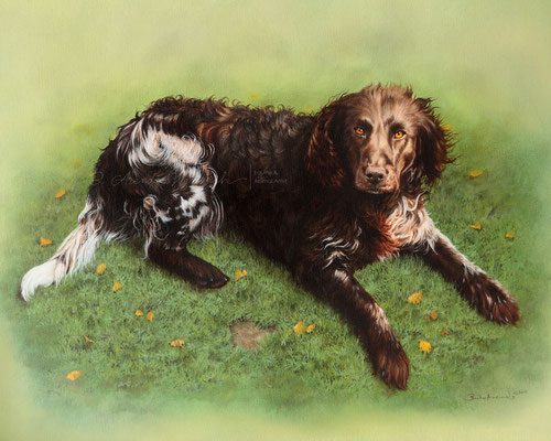 Hunde Tierportrait Deutsche Wachtel gemalt in Öl auf Leinwand. Auftragsarbeit Format 40 x 50 cm. 