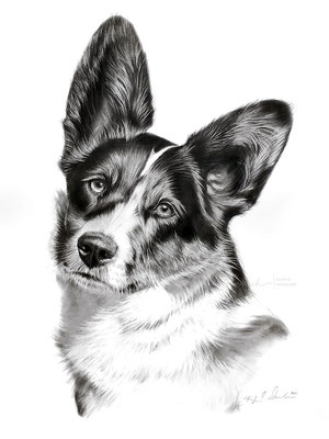 Hundeportrait von einem Welsh-Corgi-Pembroke gezeichnet in Bleistift nach einer Fotovorlage des Kunden. Format 30 x 40 cm. 