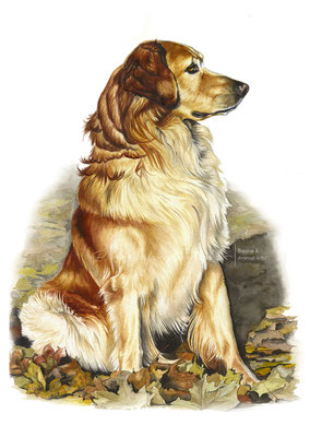 Hundeportrait eines Hovawart gemalt in Aquarell, Auftragsarbeit im Format 30 x 40 cm.