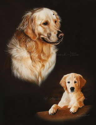 Hundeportrait eines Golden Retrievers gezeichnet in Pastell, Auftragsarbeit im Format 50 x 70cm. 