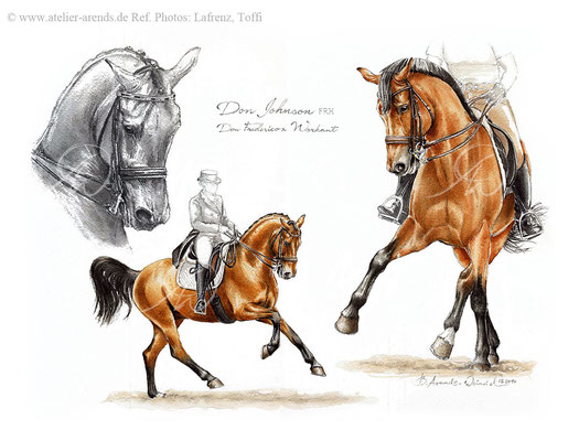 Pferdeportrait Studie von Don Johnson FRH, freie Arbeit, format 30 x 40 cm. Verkauft an Isabell Werth 2014. Fotovorlage: © B. Arends-Weinrich & Jaques Toffi
