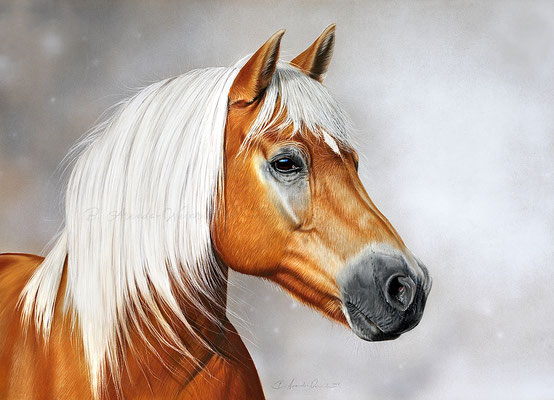 Pferdeportrait Haflinger, Auftragsarbeit in Pastell im Format 50 x 70 cm. Fotovorlage ©: Marion Henrici