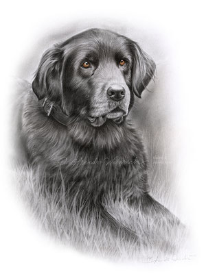 Hundeportrait eines Sennen Mischlings in Bleistift. Format 30 x 40 cm. 