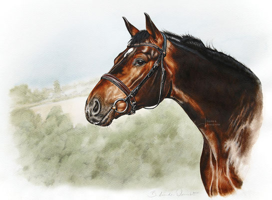 Aquarell Tierportrait Kopfportrait eines Pferdes. Auftragsarbeit im Format 30 x 40 cm. 
