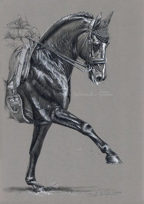 Pferdeportrait eines Oldenburger Hengstes gezeichnet in Bleisftift. Freie Arbeit im Format 30 x 40 cm auf grauem Papier mit weißen Highlights. 