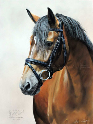 Pferdeportrait gezeichnet in Pastell. Auftragsarbeit im Format 30 x 40 cm.
