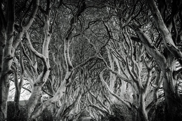 The Dark Hedges | Nordirland