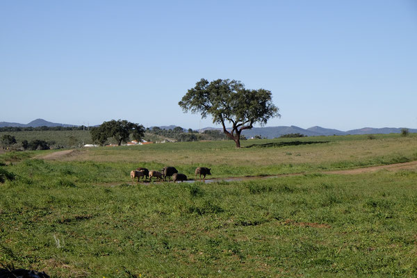 Schweine in Monte da Estrada