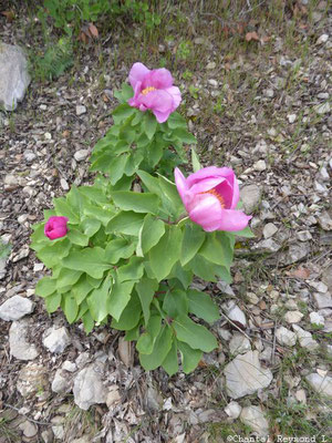 Parc de Talassemtane - Pivoine sauvage