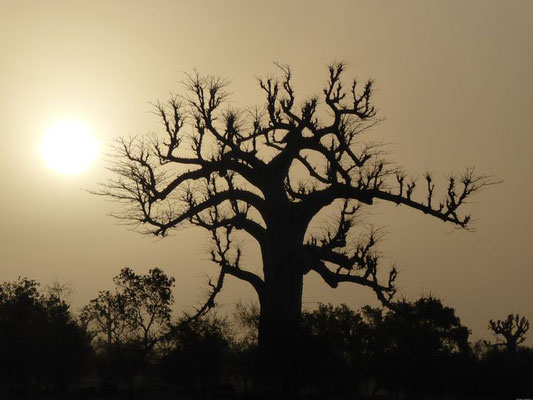 Crépuscule et baobab sud est de la Mauritanie