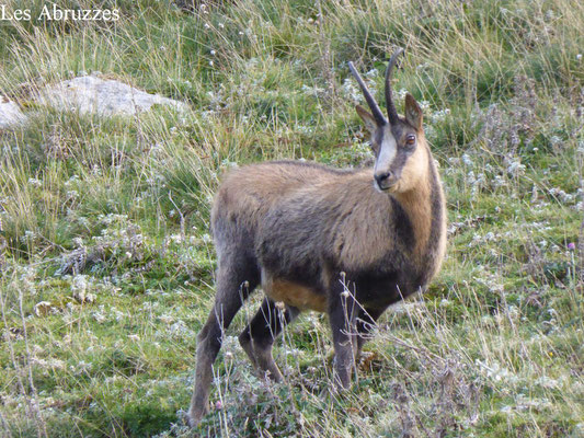 Chamois - Les Abruzzes - Italie