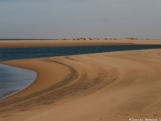 Le Banc d'Arguin - Mauritanie