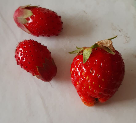 Die ersten Erdbeeren können geerntet werden:)