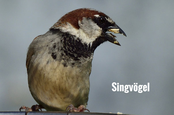 Singvögel