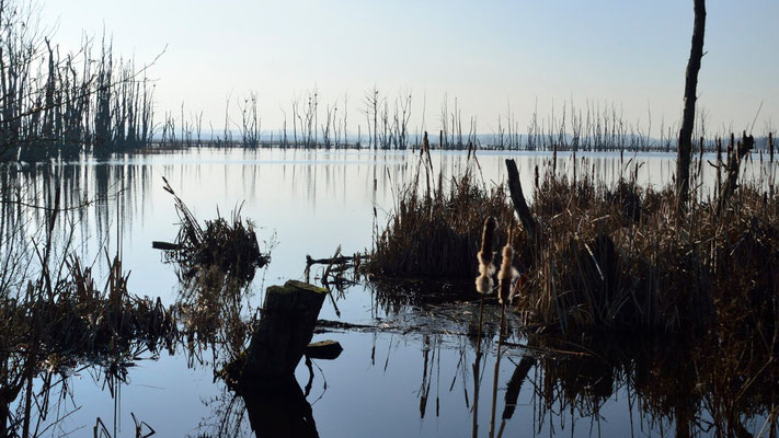 Moorwiesen Kummerower See