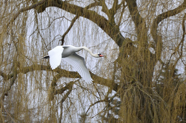 Höckerschwan