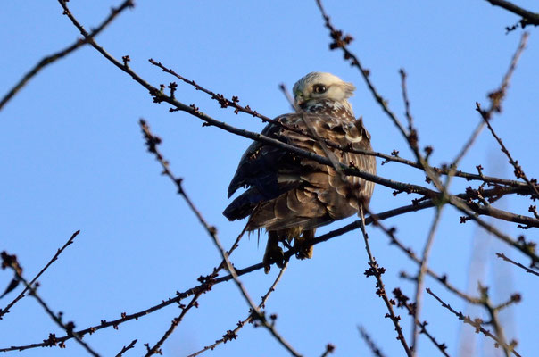 Bussard