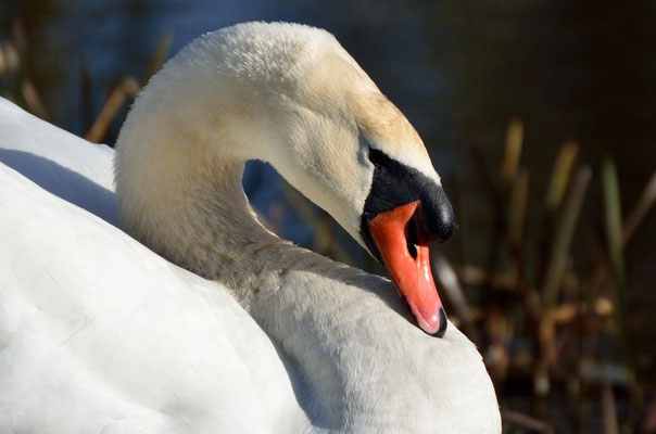 Höckerschwan