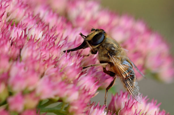 Schwebfliege (Mistbiene, Schlammbiene oder Scheinbienen-Keilfleckschwebfliege)