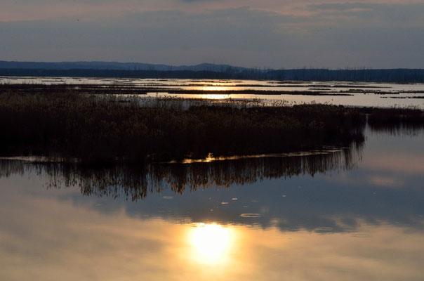 Moorwiesen Kummerower See