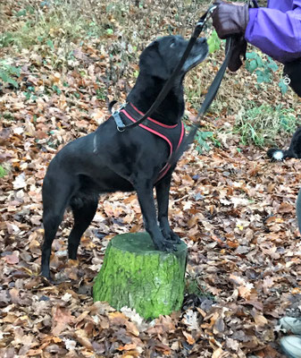 Lernspaziergänge © Hundeschule gooddog