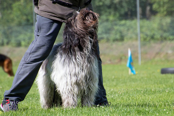 SpassSport (c) Hundeschule gooddog