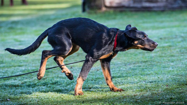 Rückruftraining © Hundeschule gooddog