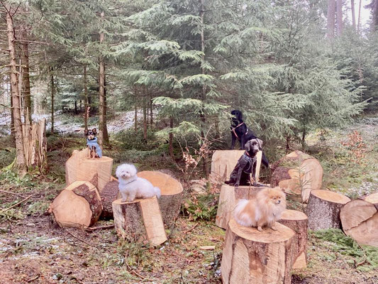 Lernspaziergänge © Hundeschule gooddog