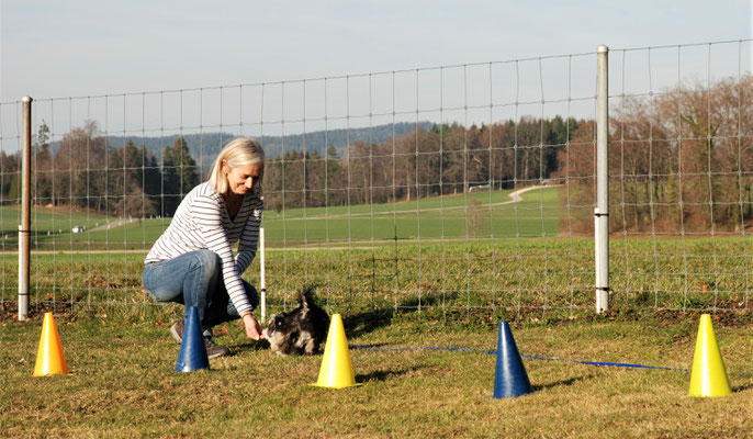 Zwergligruppe/Zwerghunde © Hundeschule gooddog