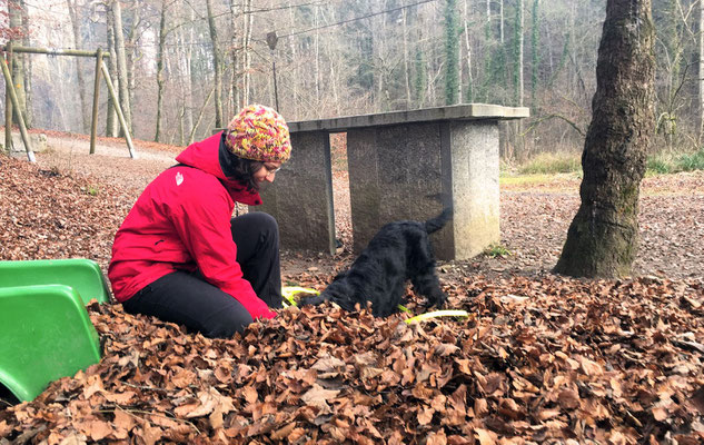 Welpentreffs Bläsimühle © Hundeschule gooddog