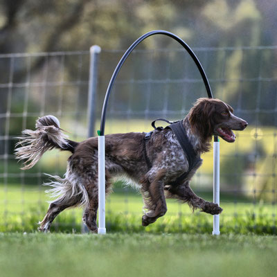 Hoopers/Hoop-Agi/Nadac © Hundeschule gooddog