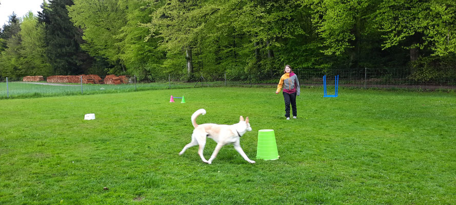 ZirkelSpass © Hundeschule gooddog