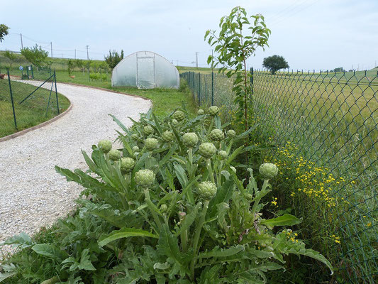 plant d'artichauts  aux Gites des Camparros à Nailloux