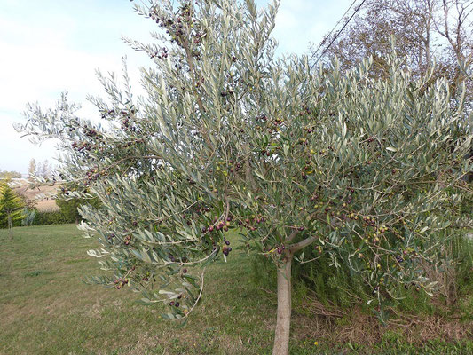 arbre olivier  aux Gites des Camparros à Nailloux