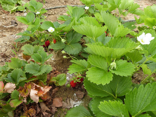 fraisiers aux Gites des Camparros à Nailloux