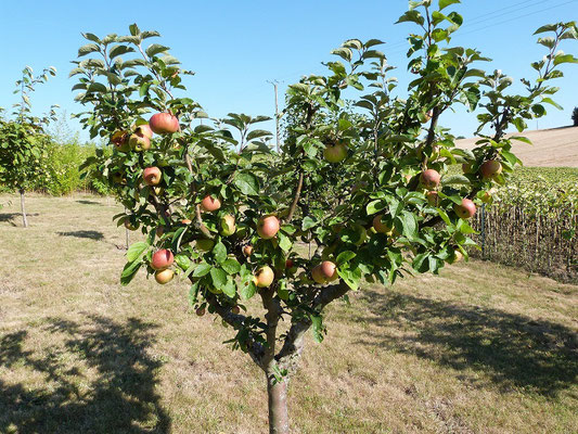 pommier avec ses fruits  aux Gites des Camparros à Nailloux