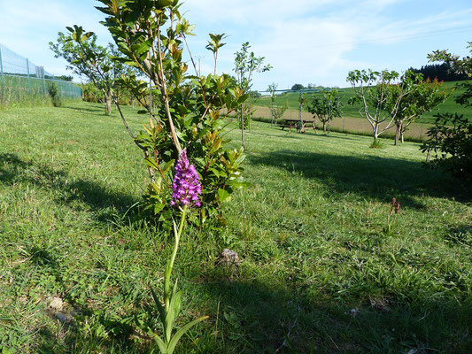 verger et orchidée sauvage aux Gites des Camparros à Nailloux