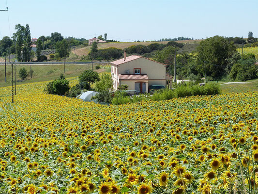 champs de tournesols en fleurs autour des Gites des Camparros à Nailloux