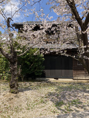 満開の桜の向こうに坂本繁二郎のアトリエ